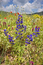 Viper's bugloss (Echium vulgare) growing with Stachys sp, Melampyrum and others near Campo Imperatore, Abruzzo, Italy June.
