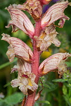 Thyme broomrape (Orobanche alba) parasitising common thyme ( Thymus vulgaris) near Santa Stefano in Sassania, Abruzzo, Italy, June.