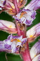 Thistle broomrape (Orobanche reticulata) a species parasitic upon various thistles and related plants. Preci, Umbria, Italy, June