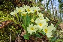 Primrose (Primula vulgaris)  growing in woodland, Mount Peglia, Umbria, Italy, April.