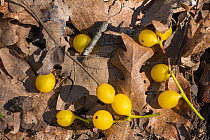 Berries of Yellow-berried mistletoe (Loranthus europeaus). Podere Montecucco, Umbria, Italy, February.