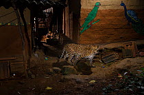 Leopard (Panthera pardus fusca) walking in alley between houses. Aarey Milk Colony in unofficial buffer zone of  Sanjay Gandhi National Park, Mumbai, India. January 2016. Winner of the Mammals Categor...