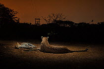Leopard (Panthera pardus fusca) female and juvenile resting at artificial waterhole at night. Aarey Milk Colony in unofficial buffer zone of Sanjay Gandhi National Park, Mumbai, India. January 2016