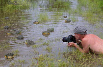 Photographer Chris Fallows taking pictures of African giant bullfrog (Pyxicephalus adspersus) Central Kalahari Game Reserve. Botswana.
