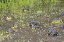 African giant bullfrog (Pyxicephalus adspersus) males in pond, waiting for females to arrive, with one pair in amplexus.Central Kalahari Game Reserve. Botswana.