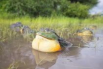 African giant bullfrog (Pyxicephalus adspersus) male calling with vocal sac inflated, Central Kalahari Game Reserve. Botswana.