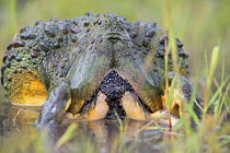 African giant bullfrog (Pyxicephalus adspersus) pair in amplexus with female raising hind legs above the water to release her eggs, Central Kalahari Game Reserve. Botswana.