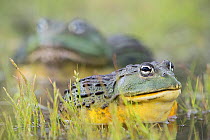 African giant bullfrog (Pyxicephalus adspersus) female with much larger male in the background, Central Kalahari Game Reserve. Botswana.