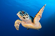 Hawksbill turtle (Eretmochelys imbricata) cruising along the drop off of a coral reef. Bloody Bay Wall, Little Cayman, Cayman Islands. British West Indies. Caribbean Sea. Note that this turtle has two...
