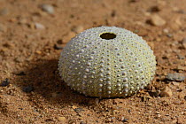 Violet / Stony / Rock sea urchin (Paracentrotus lividus) shell on sand, Greece.