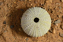 Violet / Stony / Rock sea urchin (Paracentrotus lividus) shell on sand, Greece.