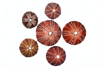 Black sea urchin (Arbaxia lixula) shells on white background, Greece.