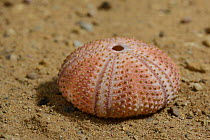 Black sea urchin (Arbaxia lixula) shell on sand, Greece.