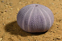 Purple sea urchin (Sphaerechinus granularis) shell on sand, Greece.