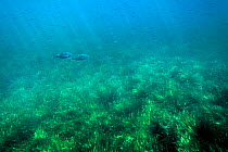 Neptune grass (Posidonia oceanica)  Western Mediterranean Sea, Ibiza UNESCO World Heritage Site, Spain.