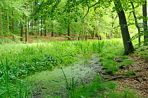 Marshy depression within ancient Beech (Fagus sylvaticus) dominated woodland, Grumsin Forest UNESCO World Natural Heritage Site, Schorfheide-Chorin Biosphere reserve, Brandenburg, Germany. August.