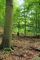 Mixed species woodland with ancient beech woods (Fagus sylvatica) in drier areas and Alder carr (Alnus glutinosa) in damp/wet depressions, Grumsin Forest UNESCO World Natural Heritage Site, Schorfheid...