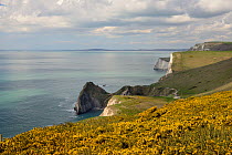 Common gorse (Ulex europaeus) flowering on cliff tops near West Lulworth, looking west towards Durdle Door and the chalk cliffs of Swyre Head and Bat's Head, UNESCO World Natural Heritage Site Jurassi...