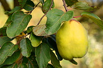 Quince (Cydonia oblonga) fruit, Vosges, France, September.