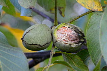 Walnut (Juglans sp) fruit, Vosges, France, September.