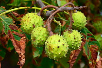 European horse-chestnut (Aesculus hippocastanum) fruit, Vosges, France