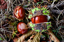 European horse-chestnut (Aesculus hippocastanum) fruit and seeds, Vosges, France