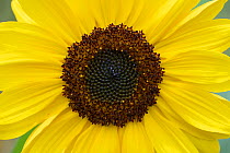 Sunflower (Helianthus annuus) Vosges, France, September.
