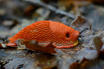 Red slug (Arion rufus) Vosges, France, September.
