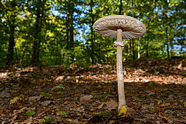 Parasol mushroom (Macrolepiota procera) Vosges, France