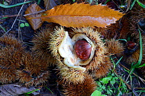 Sweet chestnut (Castanea sativa) Vosges, France, October.