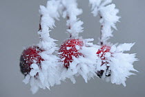 Hawthorn (Crataegus monogyna) berries covered in frost, Vosges, France, January.