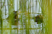 Edible frog (Rana esculenta) in water, Vosges, France, May.