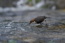 Common dipper (Cinclus cinclus) feeding in river, Auvergne, France