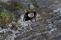 Common dipper (Cinclus cinclus) feeding in river, Auvergne, France