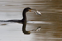Great cormorant (Phalacrocorax carbo) Champagne, France, winter 2017
