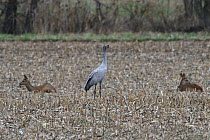 Common crane (Grus grus) with Roe deer (Capreolus capreolus) in field of stubble, Lac du Der, France, November.