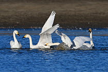 Bewicks swan (Cygnus columbianus bewickii) group on water, Champagne, France, November.