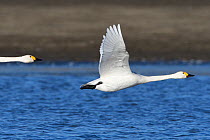 Bewicks swan (Cygnus columbianus bewickii) in flight, Champagne, France, November.