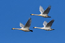 Bewicks swan (Cygnus columbianus bewickii) group of three in flight, Champagne, France, December.
