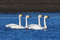 Bewicks swan (Cygnus columbianus bewickii) group of four on water, Champagne, France, November.