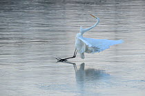 Great egret (Ardea alba) failing to balance on ice, Champagne, France, December