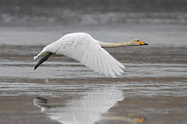 Whooper swan (Cygnus cygnus) in flight, Champagne, France, December.