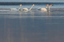 Bewicks swan (Cygnus columbianus bewickii) group in water, Champagne, France, December.