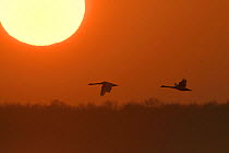 Mute swan (Cygnus olor) two flying at dawn sunrise, Champagne, France, February.
