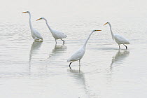 Great egret (Ardea alba) group of four, Champagne, France, February.