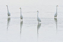 Great egret (Ardea alba) group of four, Champagne, France, February.