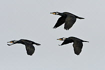 Great cormorant (Phalacrocorax carbo) three in flight, Champagne, France. February.
