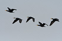 Great cormorant (Phalacrocorax carbo) five in flight, Champagne, France. February.