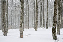 Beech forest (Fagus sylvatica) in winter, Mont Aigoual, Cevennes National Park, France, March.