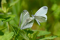 Wood white butterfly (Leptidea sinapis) one landed on the wing of another, Vosges, France, May.